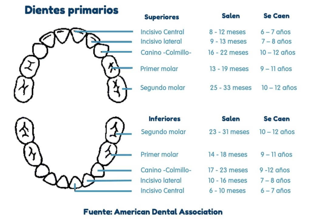 tabla de erupción y caída de los dientes de leche en los bebés